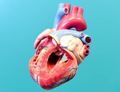 Hoe je lichaam zélf van plastic een nieuwe hartklep maakt