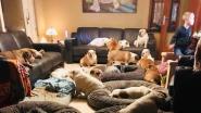 Limburgs jongetje (6) leeft tussen 24 honden: "Minderen met je honden of we halen je zoontje weg"