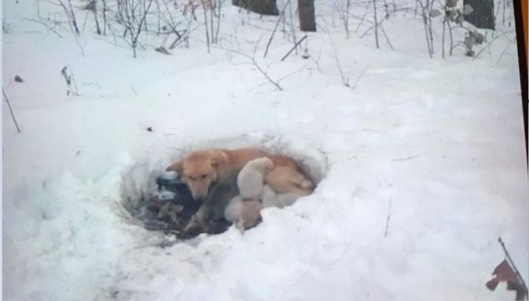 Een familie trof Snowbelle en haar pups zo aan; samen in de kou. 