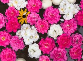 Met deze tip heb je langer plezier van je bloemen