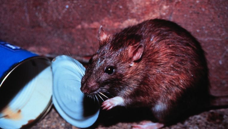 Kou Drijft Bruine Rat Naar Bewoond Gebied De Volkskrant