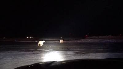 Vreemde gewaarwording in Alaska: ijsberen op startbaan