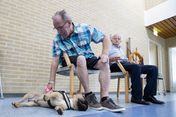 Therapiehond Teddy wordt in Krönnenzommer geborsteld wordt door meneer Jansen.