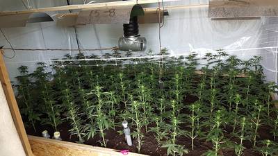 Hennepkwekerij ter waarde van minstens 10.000 euro opgerold in Rhenen