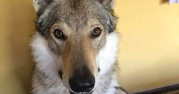 Wolf lookalike zorgt voor opschudding in Sibculo | Almelo eo - Tubantia
