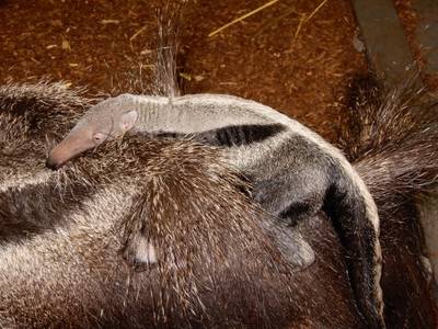 Miereneter geboren in Overloon, bezoekers mogen naam bedenken