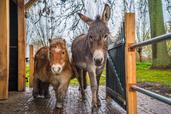 Een boerderij zonder dieren is geen boerderij.