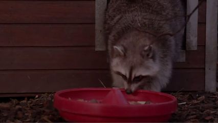 8. Wild van Dieren - 8
