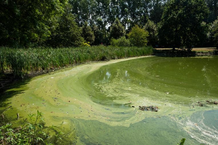 Blauwalgen Palmen Visvijver Rivierenhof In Door Hitte Deurne