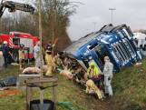 Une centaine de porcs sur l’E34 après un accident de camion