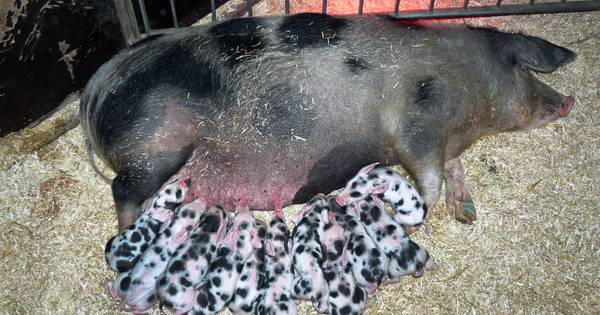 Henry van den Bighelaar van Palital Velddriel is ondernemer van het jaar - BD.nl