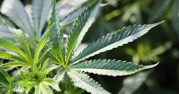 Hapsenaar (38) krijgt boete voor houden van wietplantage | Cuijk - De Gelderlander