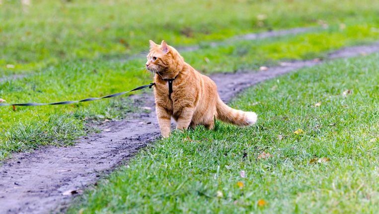 Sgp In Kapelle Wil Verbod Op Loslopende Katten Gebruik Een Tuigje De Volkskrant