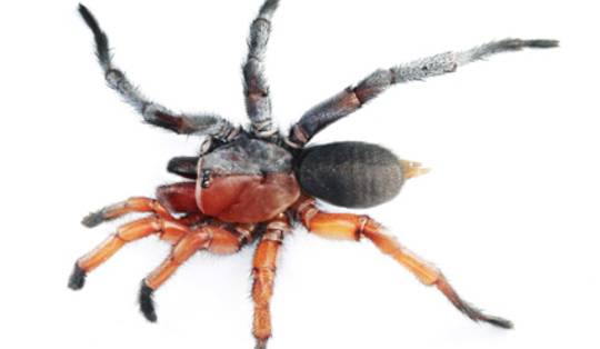 Half mannelijk, half vrouwelijk: exemplaar van nieuw ontdekte spinnensoort uit Thailand tart de verbeelding