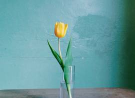 Water verversen van je tulpen? Dit is waarom je het ‘oude’ water nóóit moet weggooien
