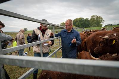 Galloways Gelderse Poort naar de slacht: 'Bitter, maar bittere noodzaak'