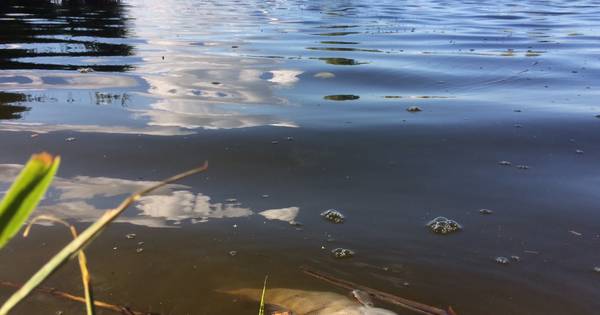 Waterschap onderzoekt vissterfte Otheense Kreek | Zeeuws-Vlaanderen - PZC