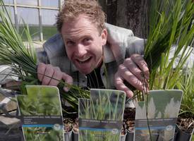 De 5 mooiste siergrassen voor in de tuin 