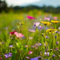 Dít is waarom je overal steeds meer wilde bloemen ziet