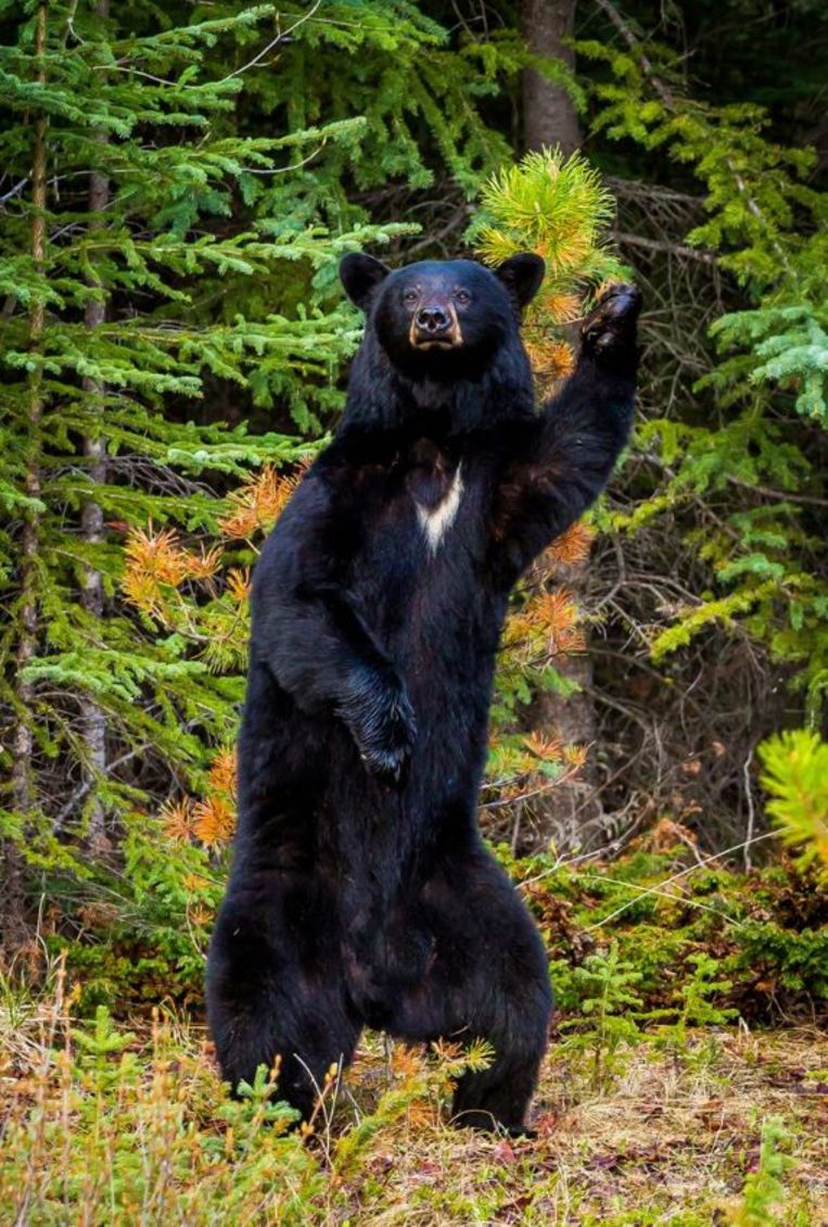 Comedy Wildlife Photography Awards.