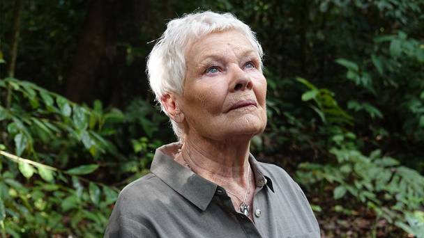 Judi Dench's wild Borneo adventure
