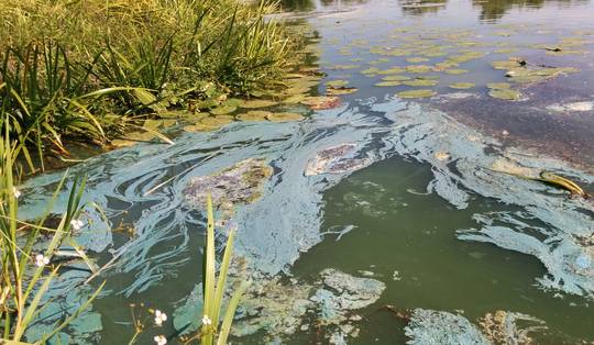 Blauwalgen bederven waterpret: ‘Ze zullen steeds vaker voorkomen’