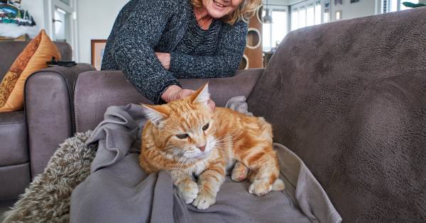 Kater Alex ligt urenlang in water bij sluis Macharen, hulp faalt - BD.nl
