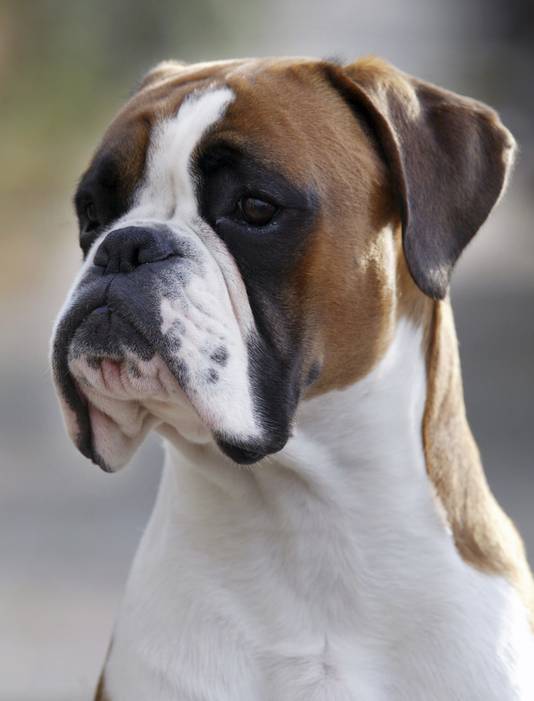 Hond Met Platte Snuit Mag Vliegtuig Niet Meer In Wonen Ad Nl