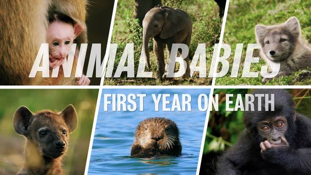 Animal Babies: First Year on Earth
