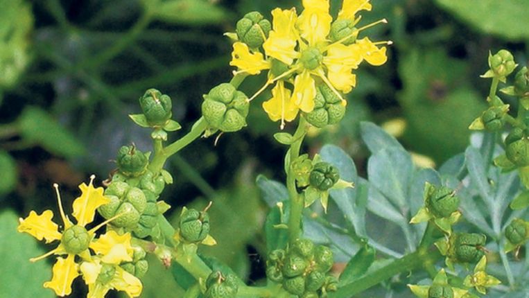 pijnlijk getroffen door lieflijke bloemen trouw
