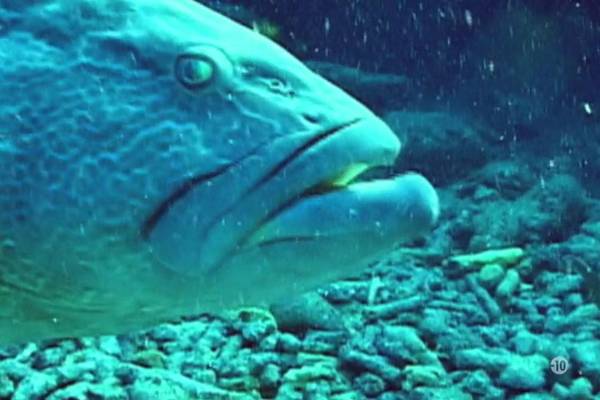 Open water : En eaux profondes
