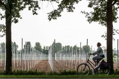 Fruit wint terrein in Nude tussen Rhenen en Wageningen