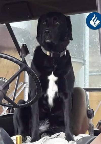 Hond van bejaarde vrouw doodgereden in Haaksbergen: bestuurder rijdt door