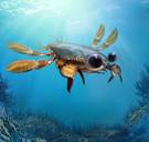 ‘Het vogelbekdier onder de krabben’ heeft een curieuze mix aan uiterlijke kenmerken