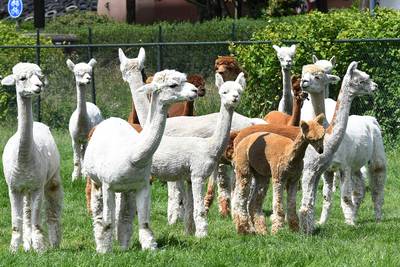 Wat moet iemand in Haps toch met veertig (veer-tig) alpaca’s?