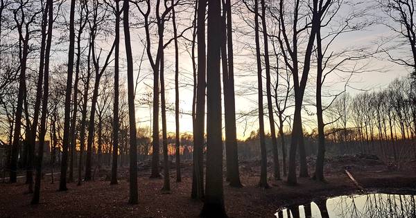 Nieuwe maatregelen moeten Ulvenhoutse Bos natter maken | Breda - BN DeStem