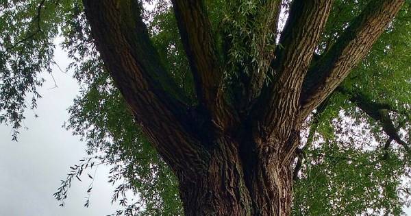 Schat verloren door verwijderen boom in Hulsel | Kempen - Eindhovens Dagblad