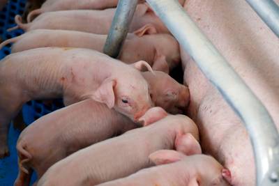 Megagroei van aantal megastallen in de regio: ‘Voor de dieren is het beter’