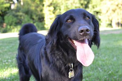 Professor waarschuwt: ‘Speeksel van  honden is dodelijk voor de mens’