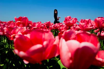 Kopers tulpenbollen structureel misleid: slecht 1 procent komt tot bloei