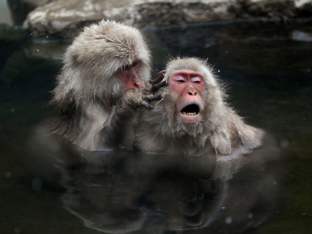 Группа обезьяна купается в теплой. Парк Джигокудани Япония. Обезьянка в термальных источниках Японии. Макаки в Японии в термальных источниках. Обезьянки купаются в горячих источниках в Японии.