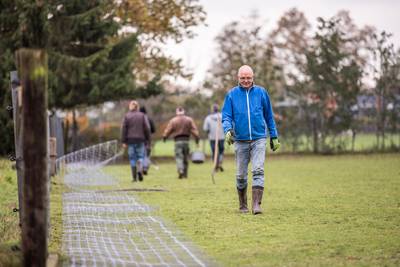 Angst voor wolven neemt toe, hobbyboer Henk uit Ruurlo beschermt zijn schapen