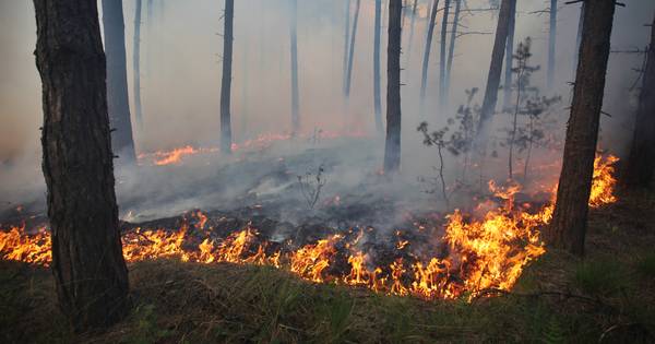 Bosbrand Lage Mierde geblust | Kempen - Eindhovens Dagblad