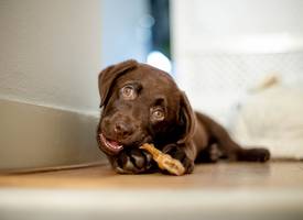 Pas op: op déze dingen mag je hond niet bijten