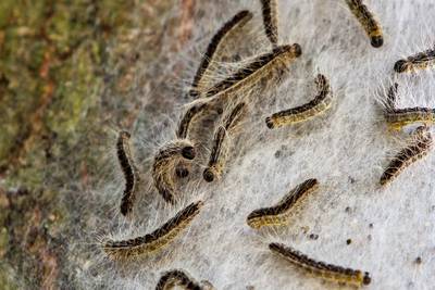 Vervangen eiken enige oplossing tegen immense plaag eikenprocessierups