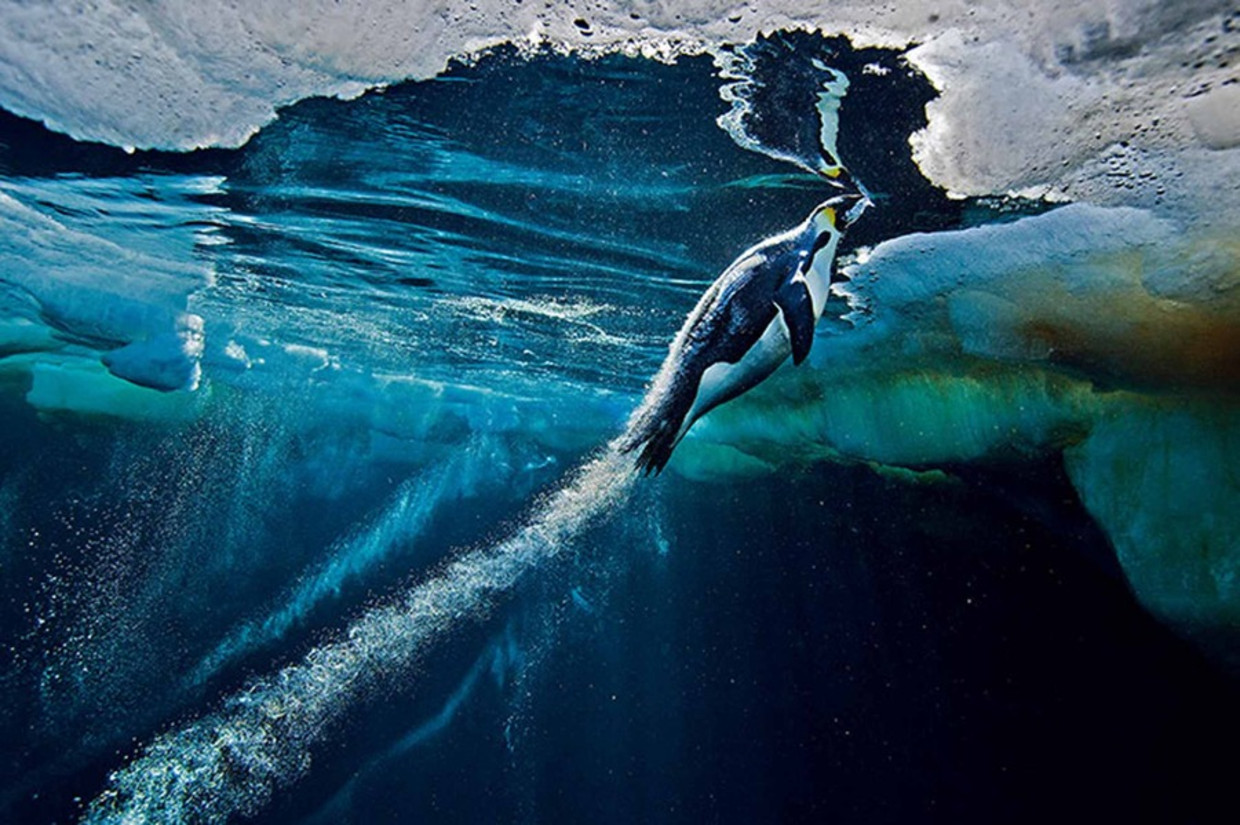De mooiste natuurfoto's ter wereld De Volkskrant