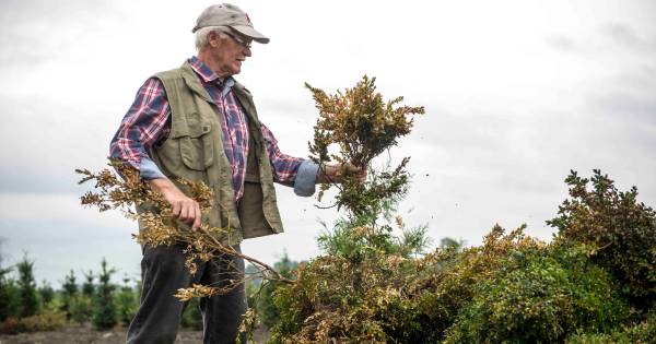 Buxusmot richt ravage aan in Zeeuwse tuinen | Zeeuws nieuws - PZC