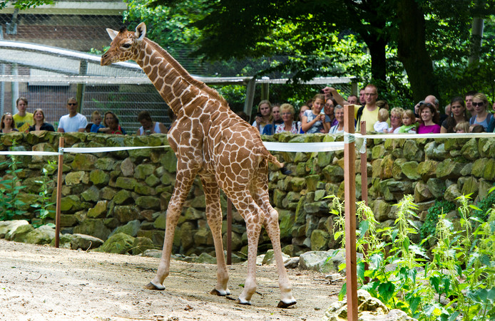 Bezoek van dierentuin Artis bij het giraffenverblijf.