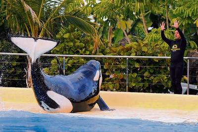 'Hollandse' orka Morgan krijgt eind van deze zomer haar baby