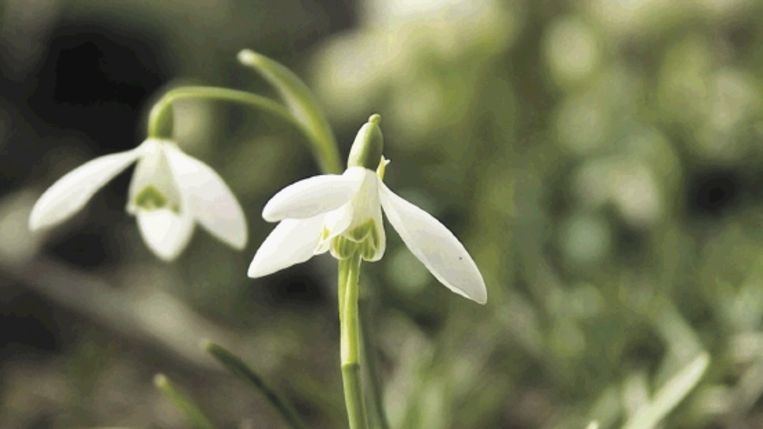 Sneeuwklokjes Plant Geen Bollen Maar Splits De Pollen Trouw
